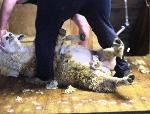 Sheep shearing